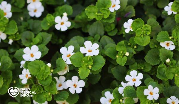  اكتشف فوائد عشبة البراهمي المذهلة لتعزيز الذاكرة والتركيز وتقليل القلق، وكيفية استخدامها الصحيح وتحذيرات يجب معرفتها